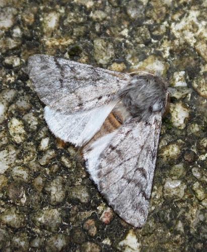 Thaumetopoea pityocampa
